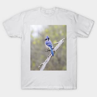 Blue Jay T-Shirt